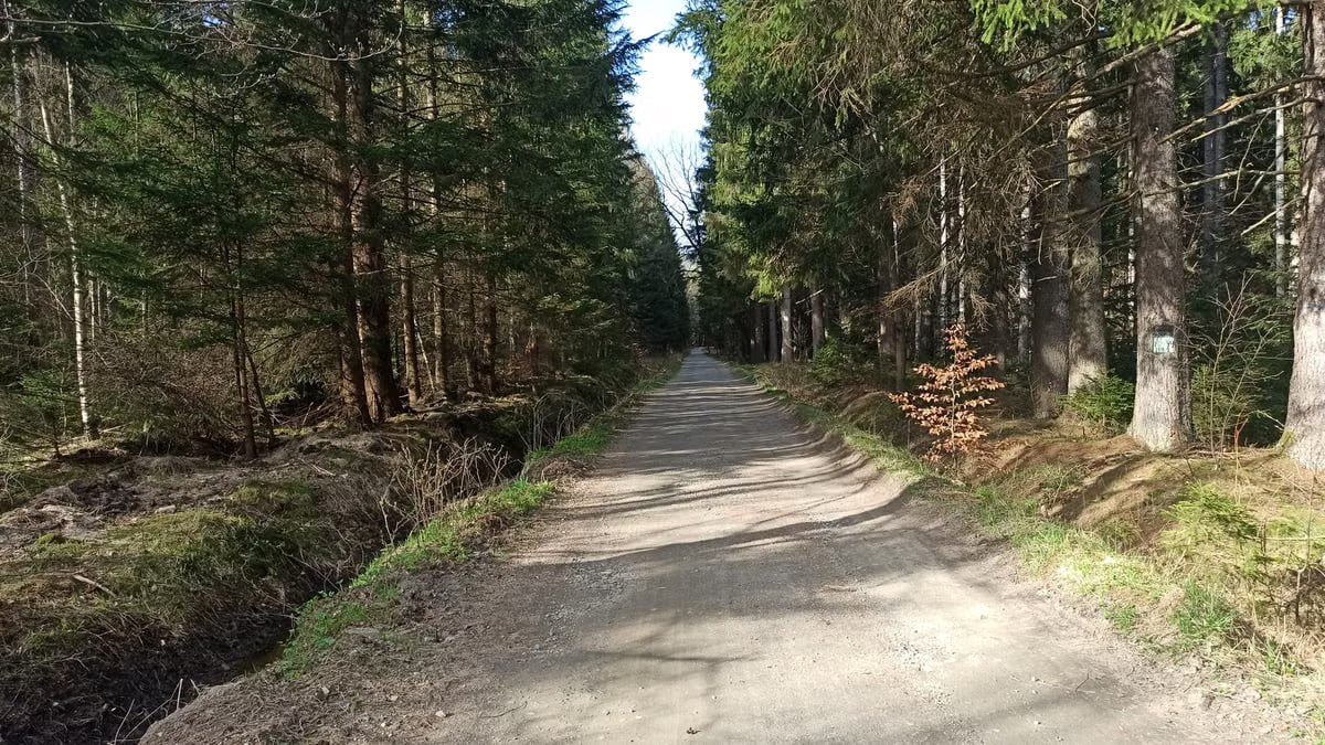 Explore a serene forest path in Dolny Śląsk, Poland, perfect for hiking and nature walks.